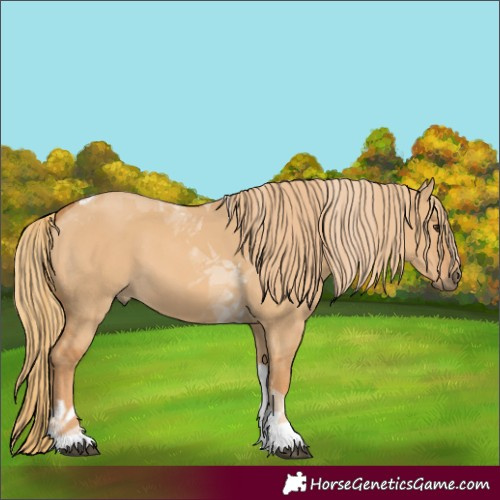 Horse Color:Red Dun Tobiano 