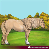 Horse Color:Red Dun Tobiano 