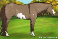 Horse Color:Liver Red Dun Frame