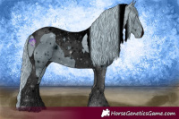 Horse Color:ERROR: UNKNOWN ANOMALY