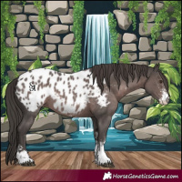 Horse Color:Platinum Liver Chestnut Sabino Appaloosa 