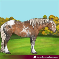 Horse Color:Gray Chocolate Palomino Sabino Tobiano Appaloosa Rabicano 