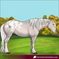 Horse Color:Platinum Palomino Appaloosa 