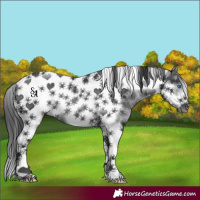 Horse Color:Black Tobiano Frame Rabicano 