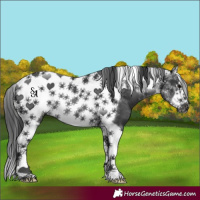 Horse Color:Black Tobiano Frame Rabicano 