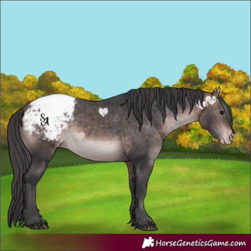 Horse Color:Platinum Bay Appaloosa Rabicano 