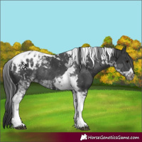 Horse Color:Platinum Black Tobiano Appaloosa Rabicano 
