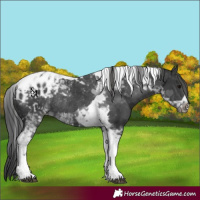Horse Color:Platinum Black Tobiano Appaloosa Rabicano 