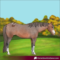 Horse Color:Bay Appaloosa 
