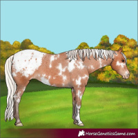 Horse Color:White Spotted Silver Bay Appaloosa 
