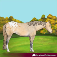 Horse Color:Buckskin Appaloosa