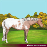Horse Color:Silver Bay Appaloosa 