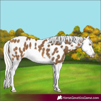 Horse Color:Silver Buckskin Splash Near Leopard