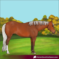 Horse Color:Silver Bay 