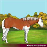 Horse Color:Silver Bay Splash 