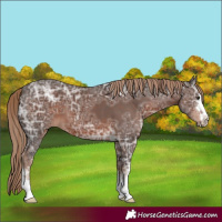 Horse Color:Liver Chestnut Ice 