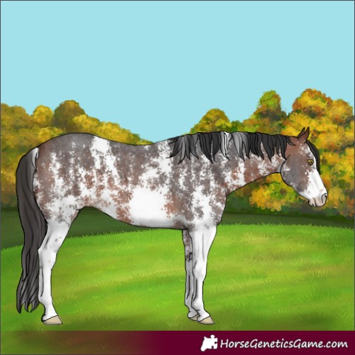 Horse Color:Bay Sabino