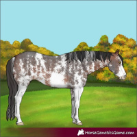 Horse Color:Bay Sabino 