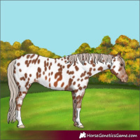 Horse Color:Chestnut Near Leopard 