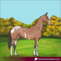 Horse Color:Bay Sabino Appaloosa 