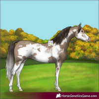 Horse Color:Classic Champagne Splash Frame 