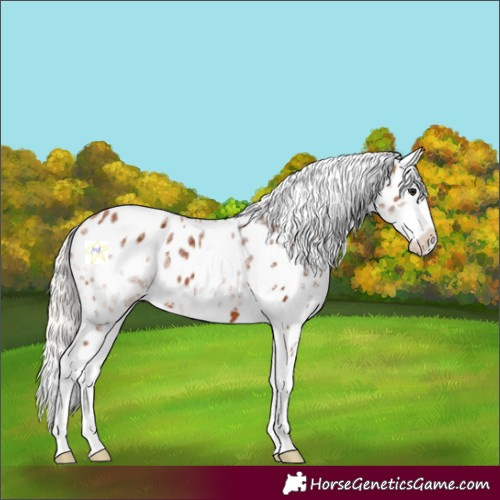 Horse Color:White Spotted Silver Bay Appaloosa 