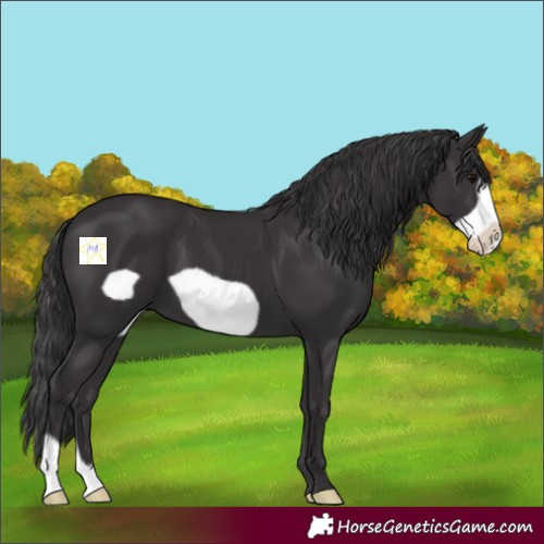 Horse Color:Smoky Black Frame 