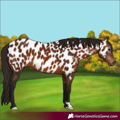 Horse Color:Gray Bay Appaloosa 