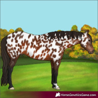Horse Color:Gray Bay Appaloosa 