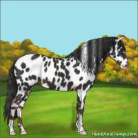 Horse Color:Liver Chestnut Appaloosa 