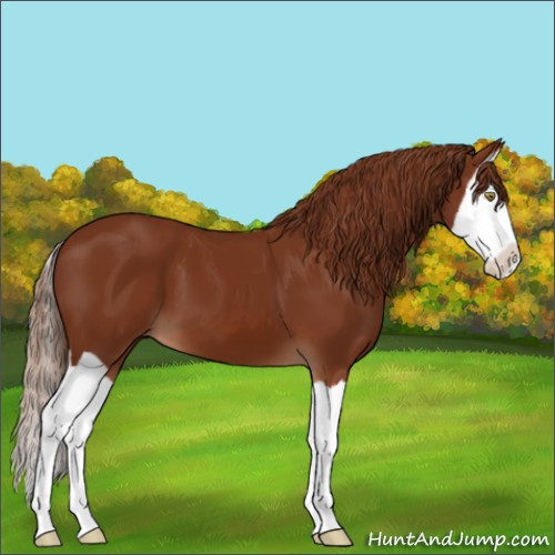 Horse Color:Chestnut Splash