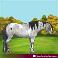 Horse Color:Blue Roan Splash Tobiano 