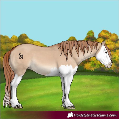 Horse Color:Red Dun Splash 