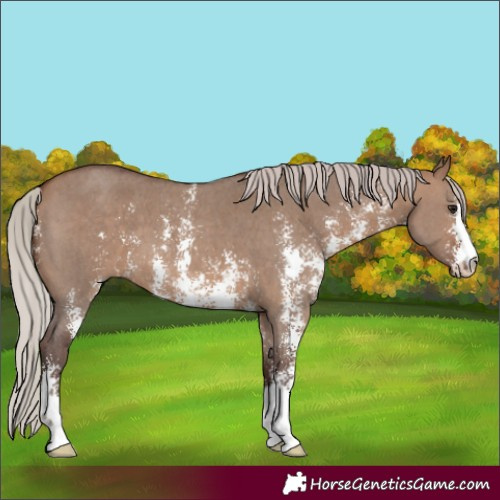 Horse Color:Silver Brown Dun Sabino