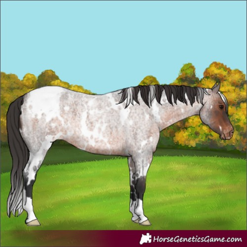 Horse Color:White Spotted Brown Roan Appaloosa 