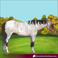 Horse Color:White Spotted Brown Roan Appaloosa