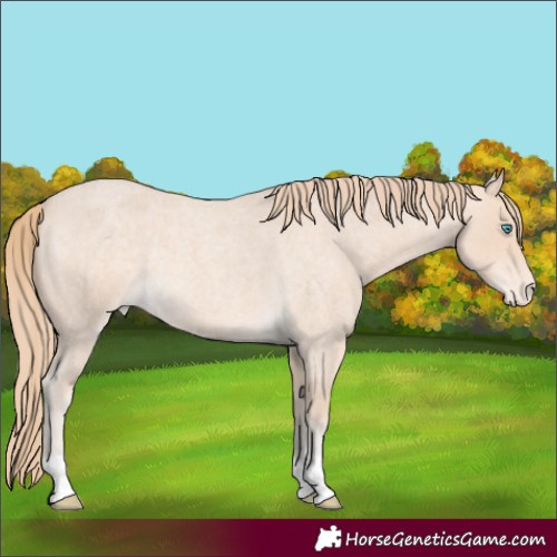 Horse Color:Perlino Roan Appaloosa Rabicano