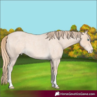 Horse Color:Perlino Roan Appaloosa Rabicano