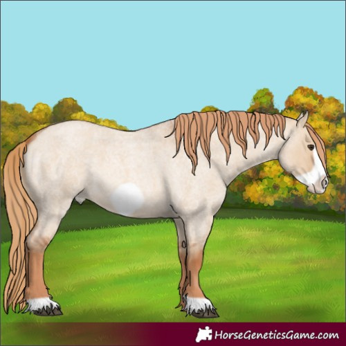 Horse Color:Red Dun Roan Frame 