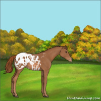 Horse Color:Chestnut Blanket 