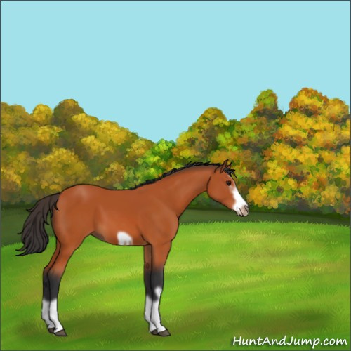 Horse Color:Bay Splash Frame