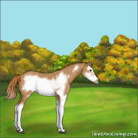 Horse Color:Chestnut Splash Frame
