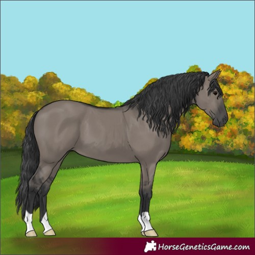Horse Color:Grullo 