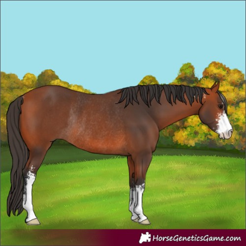 Horse Color:Bay Sabino Rabicano 