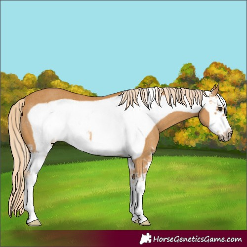 Horse Color:Palomino Sabino Frame Rabicano 