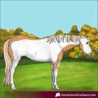 Horse Color:Palomino Sabino Frame Rabicano