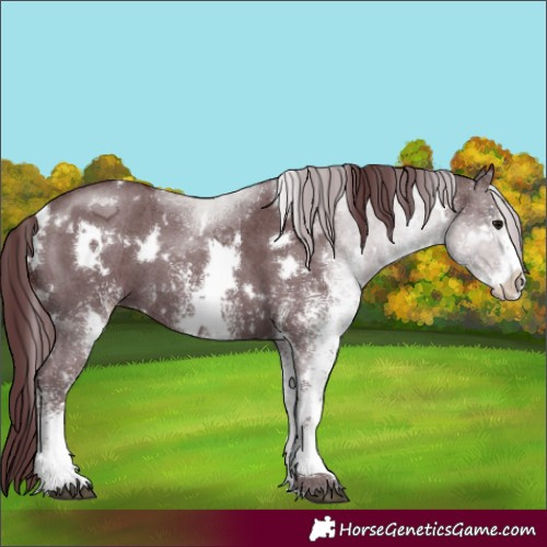 Horse Color:White Spotted Chocolate Black