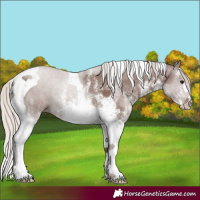 Horse Color:White Spotted Chocolate Silver Black Tobiano 