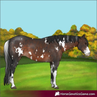 Horse Color:White Spotted Brown Mushroom Sabino
