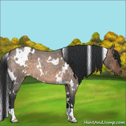 Horse Color:White Spotted Brown Roan Dun 